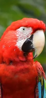 Vibrant scarlet macaw with red feathers in a lush green background.