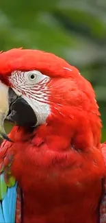 Vibrant Scarlet Macaw perched on a branch with a lush green background.