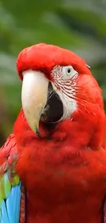 Close-up of a Scarlet Macaw with vibrant red, blue, and green feathers.