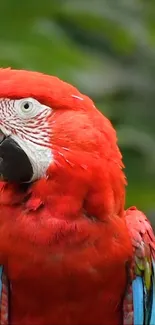 Scarlet Macaw with vibrant red plumage in lush green habitat.