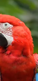 Vibrant scarlet macaw with lush green backdrop.