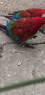 Two scarlet macaws perched on a stone surface.