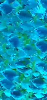 A dense school of small blue fish in clear turquoise water.