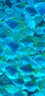 School of vibrant blue fish swimming underwater in a colorful, lively scene.