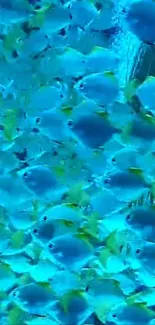 A vibrant school of blue fish swimming gracefully.