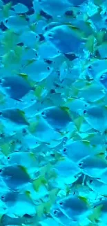 Vibrant school of blue and yellow fish swimming in clear water.