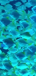 Vibrant blue and yellow fish swim in a dynamic school.