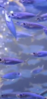 A captivating school of vibrant fish swimming underwater.