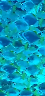 A vibrant school of fish swimming underwater.
