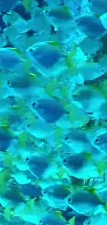 Vibrant teal school of fish swimming underwater with marine life.