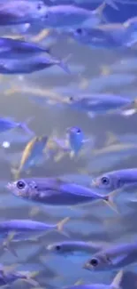 Vibrant school of purple fish swimming underwater.