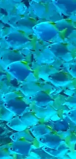 Vibrant school of tropical fish in turquoise ocean waters.