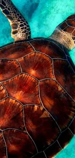 Brown sea turtle swimming in turquoise ocean water.