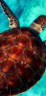 Vibrant sea turtle swimming in turquoise ocean waters, perfect for nature wallpapers.