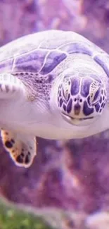 Vibrant sea turtle swimming underwater with a purple background.