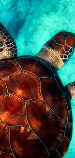 Sea turtle swimming in clear aqua waters.