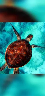 Vibrant sea turtle swims in turquoise ocean waters.