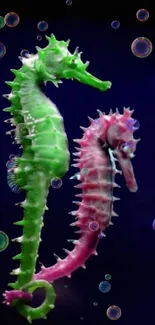 Two vibrant seahorses against a deep blue background.