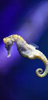 Vibrant yellow seahorse in dark blue ocean background.