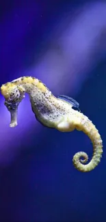 Vibrant seahorse on a purple background mobile wallpaper.