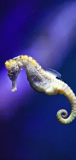 Vibrant yellow seahorse swimming in deep blue water wallpaper.