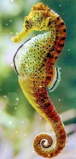 Yellow-orange seahorse in ocean-themed wallpaper.