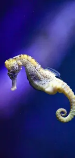 Yellow seahorse on a deep purple ocean background wallpaper.