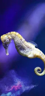 Colorful seahorse on purple background wallpaper for mobile screen.