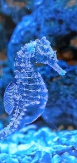 Vibrant seahorse in blue underwater scene wallpaper.