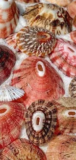 Collection of colorful seashells on sand background.