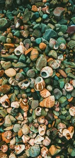 Seashells and rocks with teal hues on wallpaper.