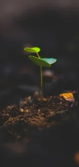 A lone green seedling sprouting from dark, rich soil in a minimalist design.