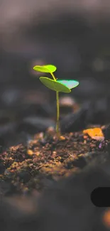 Green seedling growing in soil with blurred background.