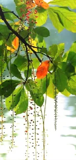 Green leaves hanging over water, creating a serene natural scene.