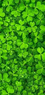 Mobile wallpaper with vibrant green shamrock leaves.