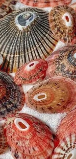 Close-up of colorful seashells on sandy beach.