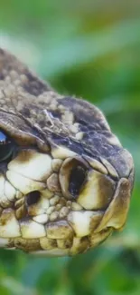 Close-up of a snake's scales with a green background.