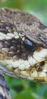 Close-up of snake with detailed scales and brown tones.