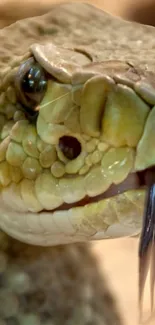 Close-up of a snake with scales in vibrant detail and tongue visible.