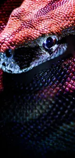 Close-up of vibrant snake with colorful scales blending purples and reds.