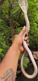 A hand holding a snake against a lush green forest background.