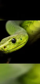 Close-up of a vibrant green snake with black background, perfect for mobile wallpaper.