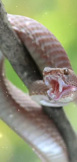 Close-up of a snake in a green natural setting for mobile wallpaper.