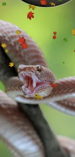 Snake on a branch with vibrant autumn leaves in the background.