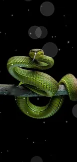 Green snake on a branch with bubbles on a dark background.