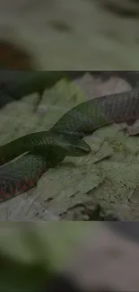 Detailed snake on leafy green background, mobile wallpaper.