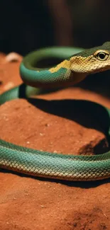 Vibrant green snake resting on red earth background.