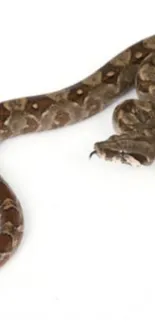 Brown snake coiled on a stark white background.