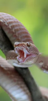 Close-up of a snake coiled on a branch with a green blurred background.