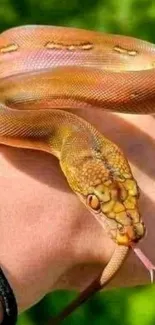 Vibrant snake resting on a hand in nature.